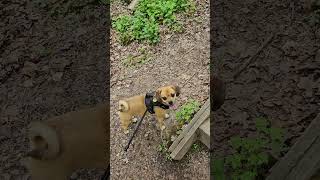 Hiking down to the Niagara Whirlpool