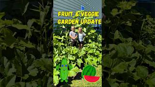 Amazing fruit & vegetable garden progress update | Watermelon growth