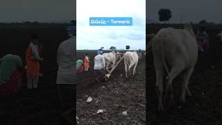 #turmaric#పసుపు #sowing#seedtreatment#radifarm #farming#viralshorts#trendingshorts#agriculture