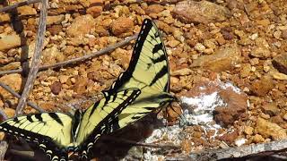 Butterfly Identified: Eastern Tiger Swallowtails