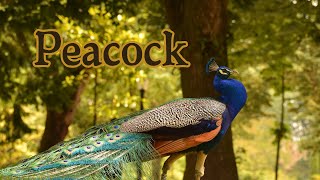 Peacock essay for kids | Peacock voice and video for kids