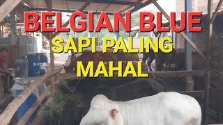 PEDETAN SUPER BELGIAN BLUE BUKAN KALENG KALENG