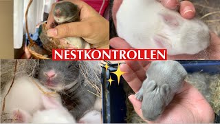 NESTKONTROLLEN Tag 11&8/Babys wachsen ♾/Kaninchenbande 🤍