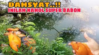 EDYAN.!!! TERNYATA LAMA TAK DIKUNJUNGI JADI SARANG BABON || MANCING IKAN REDDEVIL NAHOL MANIA