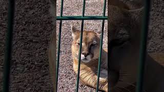 Puma basking in the sun 🌞 SOUTH AMERICAN COUGAR #shorts #puma #animals #cougar #bigcat