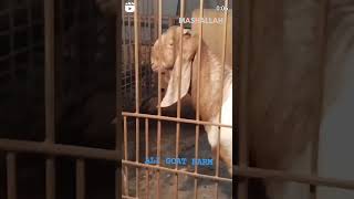 MASHALLAH LIKE AHARE AND SUBSCRIBE.....#ALIGOATFARM