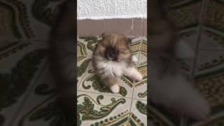 Spitz alemao anão Lulu da Pomerânia