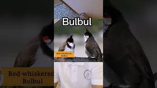 Bulbul - English word Filipinos should know  #dictionary #bulbul #filipinowords