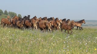 Побольше бы таких ветеранов