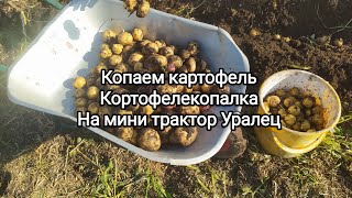 Копаем 🥔 картошку. Картофелекопалка на мини трактор Уралец