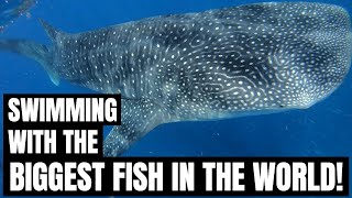 WHALE OR SHARK? SWIMMING WITH THE BIGGEST FISH IN THE SEA | ADVENTURES WHILE LIVING IN TULUM, MEXICO