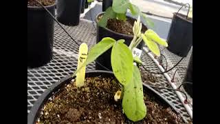 Soybean Resistance to White Mold Study 01