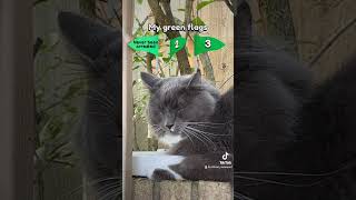 Green flags #shortvideo #dog #cat #doge