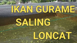 CARA BUDIDAYA IKAN GURAME DI KOLAM BETON || IKAN GURAME SALING LONCAT