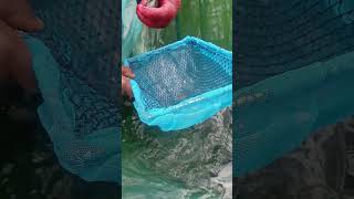 Removing eggs from the mouth of a female tilapia fish