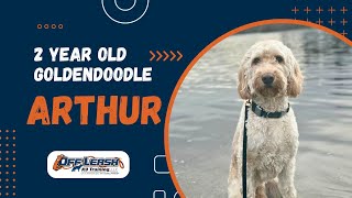 Goldendoodle, 2 y/o, “Arthur” | Outstanding Goldendoodle Obedience Training Spokane