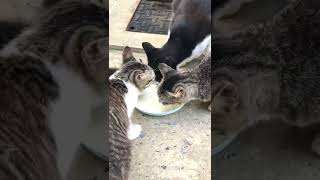 Feeding the cats