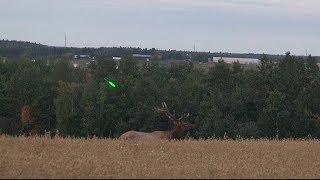 Bull elk at 50 yards.