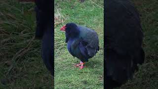 Takahe Rediscovery and Recovery