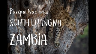 Parque Nacional South Luangwa (Zambia)