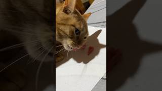 eating raw beef #rawfeeding #cateating #catshorts #catlovers #cathealth #γάτα #gingercat