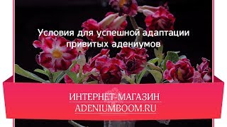 Условия для успешной адаптации привитого адениума