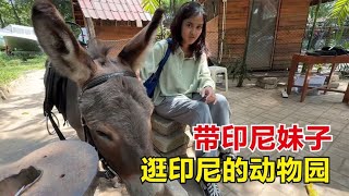 带印尼妹子逛日惹动物园，鸡鸭猪驴在这都是观赏动物，我都看饿了