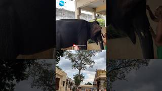 Sundaravalli Famous Azhagar Temple Yanai Madurai #shorts #viral  #temple #templehistory #elephant