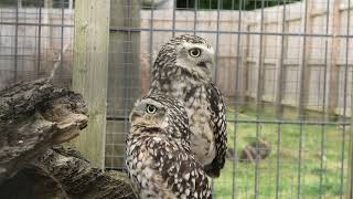 Burrowing Owls, Axe Valley Wildlife Park (3rd May 2024)