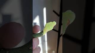 Serendipity the green tree #python . #pets #cute #animals #shorts #snake #trending #viral #popular