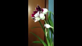 Miltoniopsis Breathless Brilliant buds and spike training