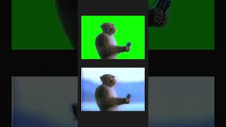 Monkey listening To Peaceful Music - Green Screen