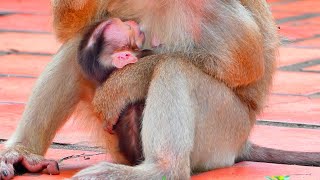 Very Sweet ! Baby cute MOKEN drink milk delicious -Mom sits take care milk for him enough all time