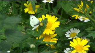 Wild Flower Meadow