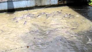 Chao Phraya River (Bangkok) Catfish Feeding