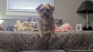 Soccer Practice with Lamb chop 🤣#yorkies #viralvideo #funnyvideo #Rylie