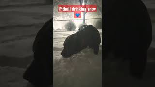 a fresh drink of snow for our pitbull mutt PORTLAND AREA SNOWSTORM 2023 loving the weather tonight