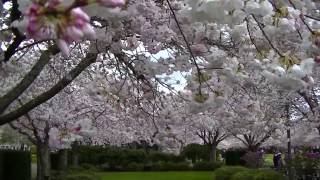 Springtime Video - Oregon State Capitol