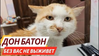 Спасение кота Дона Батона / Удивительные истории из жизни животных / Коши Задонского монастыря.