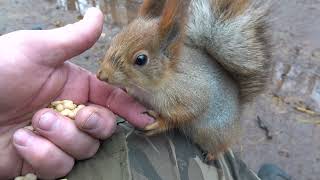 Две знакомые белки. Короткая зарисовка / Two familiar squirrels. A short sketch