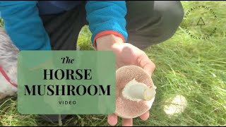 Horse mushrooms:  Anise Flavoured Wild Fungi