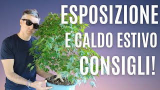 COME MANTENERE un BONSAI in ESTATE, ESPOSIZIONE e PROTEZIONE dal caldo