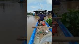 Ngay bầy cá tranh thủ giựt#shorts #cauca #fishing