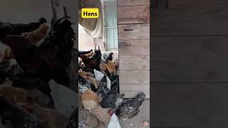 #chickens Hens eat a grain #всебудеукраїна