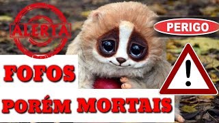 TOP 7 ANIMAIS TÃO FOFOS QUE PODEM TE MATAR