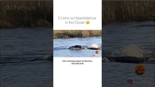 3 lions vs hippopotamus in ocean