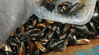 Sorter para Choritos - Mussels - Mejillon