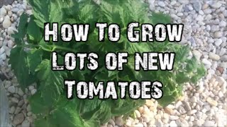 How To Grow Lots of New Tomatoes!!!