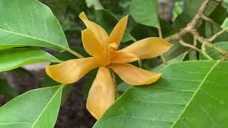 Fragrant Garden at Botanic Gardens, Singapore (2)