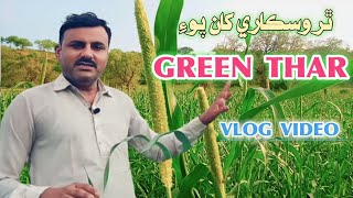 thar desert after rain green tharparker beauty of thar bajre ka fasal vlog video #tharigeet